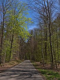 Route de campagne idyllique dans la forêt du Palatinat sur Timon Schneider