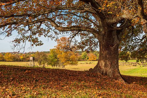 Landschaft im Herbst in der Feldberger Seenlandschaft
