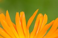 Gelbe Blume Nahaufnahme von Evelyne Renske Miniaturansicht