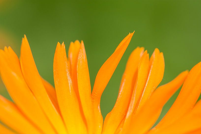 Gelbe Blume Nahaufnahme von Evelyne Renske