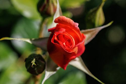 Gesloten rode rozenbloem