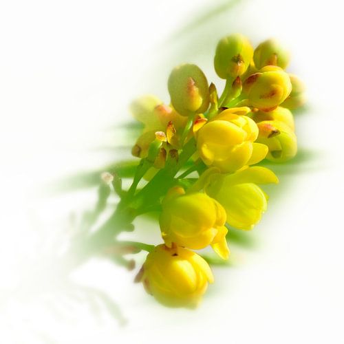 fleurs jaunes douces