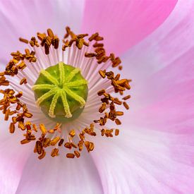 Close-up of a pink poppy flower by Mustafa Kurnaz