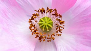 Nahaufnahme einer rosa Mohnblüte