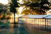 Kas in het vroege ochtendlicht in Midden-Delfland