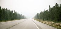 Crossing  bear in Banff National Park