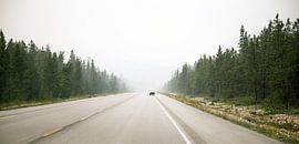 Overstekende  beer in Banff Nationaal Park van Emile Kaihatu