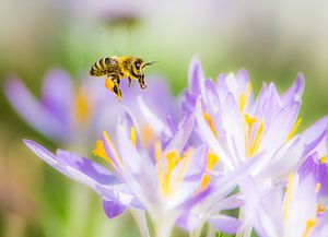 Makrofoto von einem lila Krokus und einer Biene von ManfredFotos