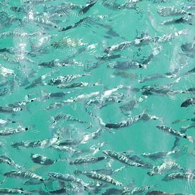 eine Gruppe Fische im Ozean von Jonathan van Rijn