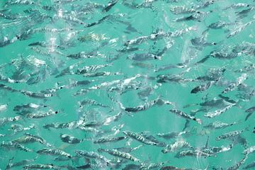 mooie vissen in de oceaan van Jonathan van Rijn
