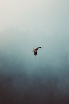 Roofvogel in de mist van Veri Gutte