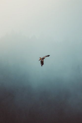Bird of prey in the fog