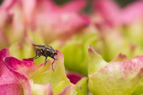 Vlieg op roze hortensia