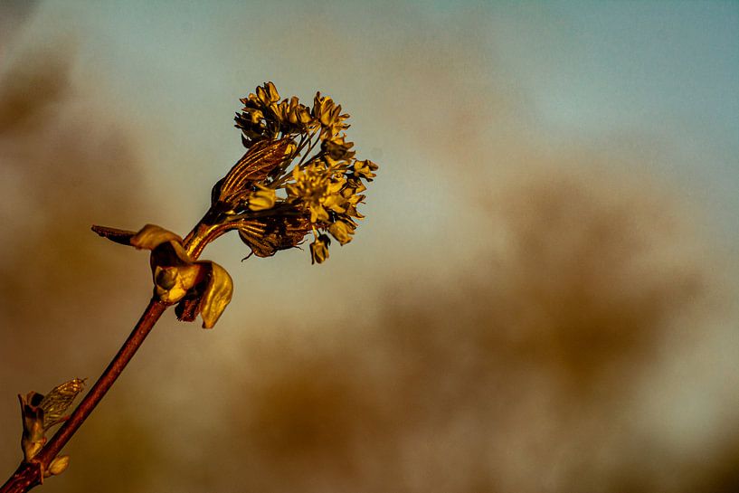 Nature in the Erzgebirge by Johnny Flash