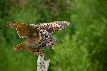 Eagle Owl with Prey by Vrije Vlinder Fotografie