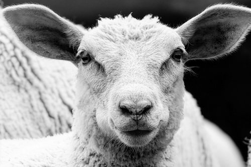 Jong schaap – Een oprechte ontmoeting