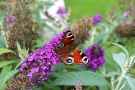Le paon sur Annabel Terlou