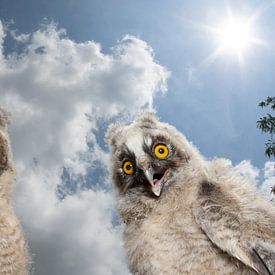 Long-eared Owl, Asio otus by Beschermingswerk voor aan uw muur