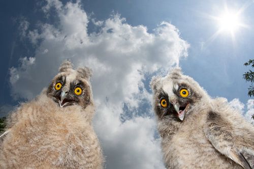 hiboux à longues oreilles, Asio otus sur Beschermingswerk voor aan uw muur