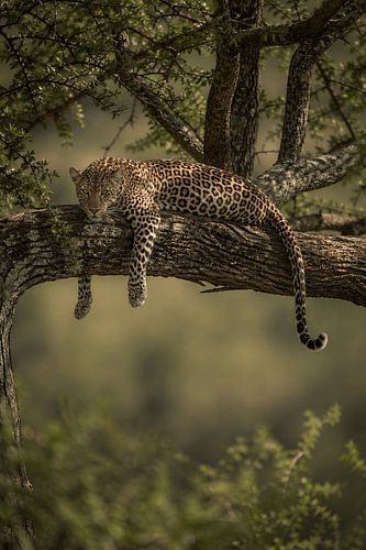 Leopard in Tree – Majestueuze Afrikaanse Wildlife Fotografie