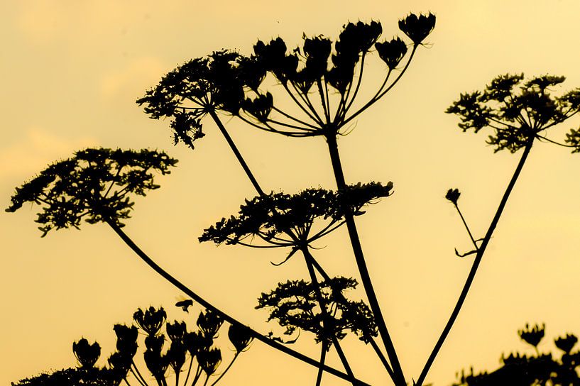 Ombellifère par Niek Traas