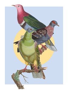 The Pigeon Assembly