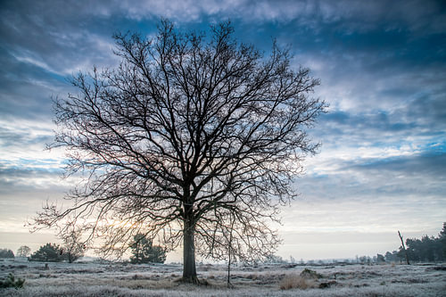 Lonely tree