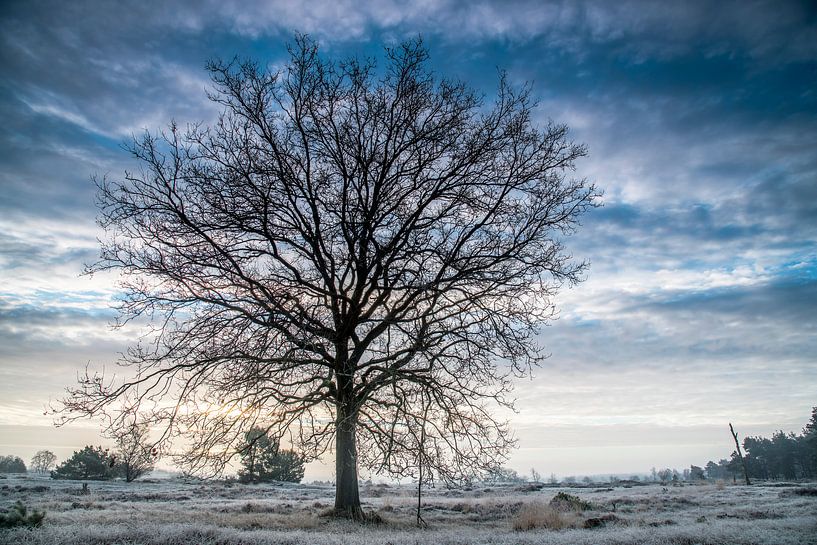 Einsamer Baum von Edwin Werkhoven