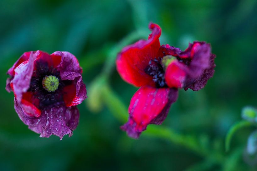 it's over by peterheinspictures