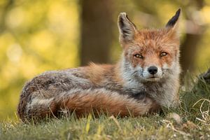 Après-midi tranquille - renard sur Steffie van der Putten