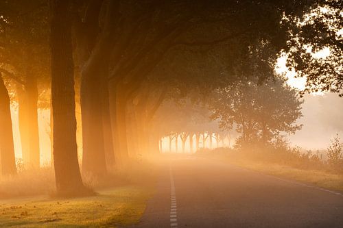 Zonsopkomst in nevel langs een boomrijke laan in Drenthe van KB Design & Photography (Karen Brouwer)