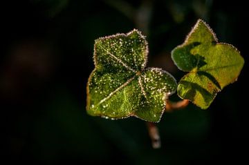 Groene hederablad in de ochtend zon van Stefanie de Boer