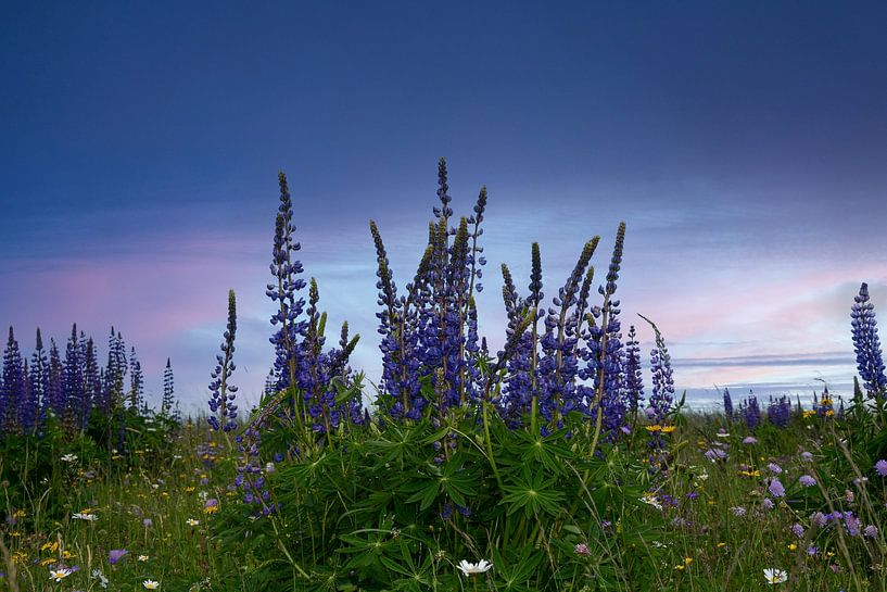 Lupinen von Claudia Evans