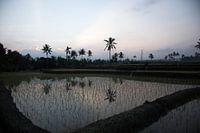 Banyuwangi rijstveld