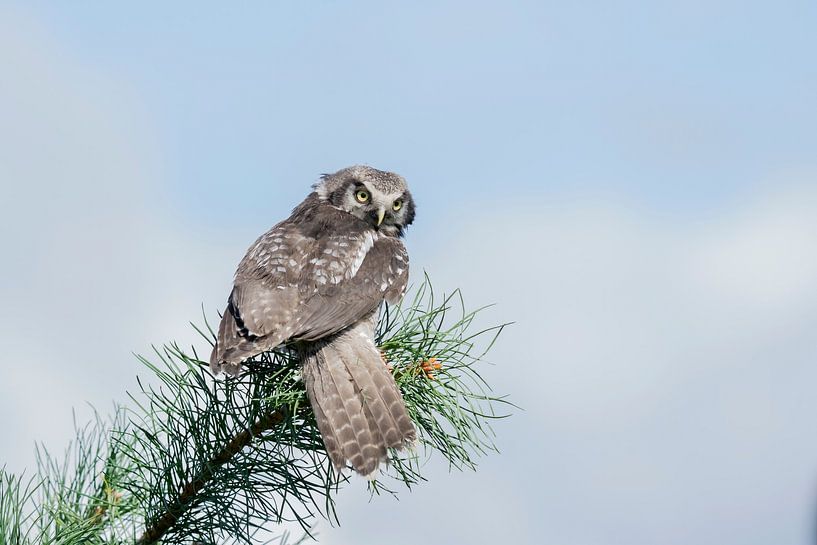 Sparrowhawk owl by Jan van Vreede
