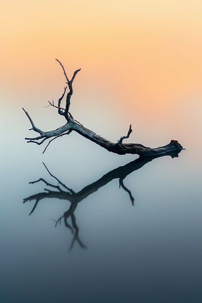 Kustmagie met drijfhout van fernlichtsicht