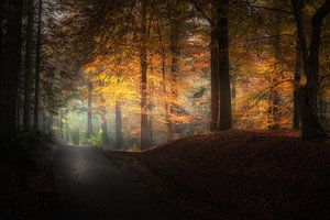 Herbstliche Allee in Farbe Speulder Wald von Erwin Stevens