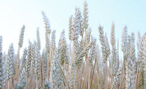 Le grain de l'ivraie