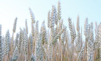 The wheat from the chaff