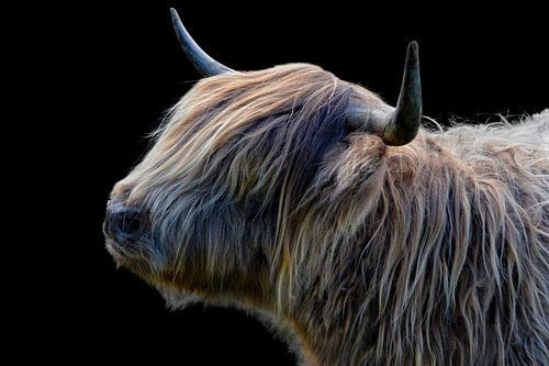 Schotse Hooglander