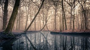 Nebel im Wald