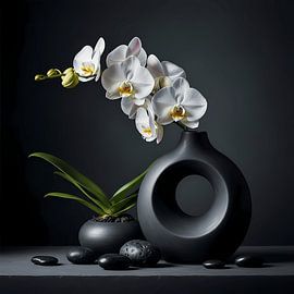 White Orchid After Dark by maulana risyad
