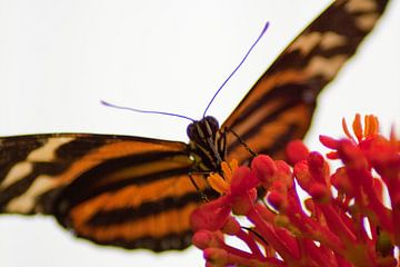 baisers de papillon sur thijmco rienstra