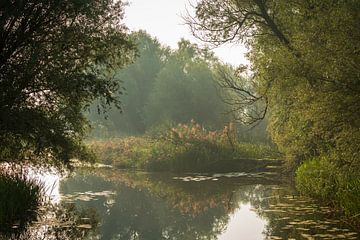 Ossenwaard à Herwen sur René Jonkhout