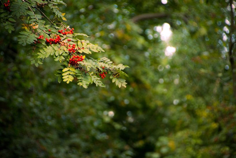 Rode besjes in het bos van Brenda bonte