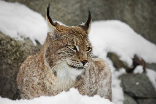 A beautiful and strong wildcat lynx calmly sits  full face in the snow and looks with big clear stri