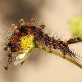 The caterpillar of the Orgyia Antiqua butterfly is eating a strawberry flower by Shot it fotografie