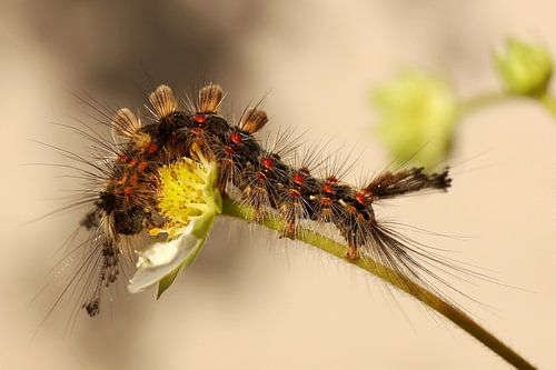 De rups van de witvlakvlinder smult van een aardbei bloem