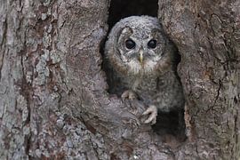 Chouette hulotte (Strix aluco) sur Ronald Pol