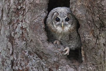 Bosuil (Strix aluco) van Ronald Pol